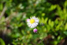 前の写真のサムネイル：可憐な花